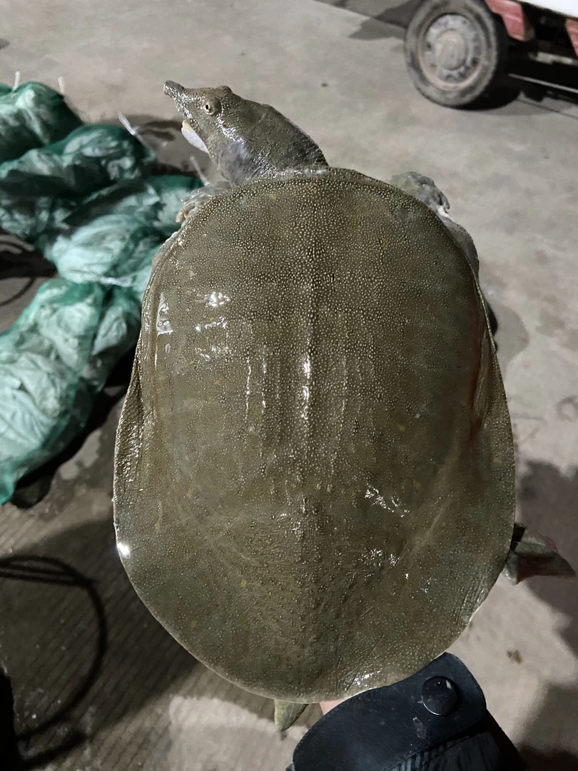 湖北千湖之省公安县百湖之县鱼鳖套养5年以上生态公甲鱼