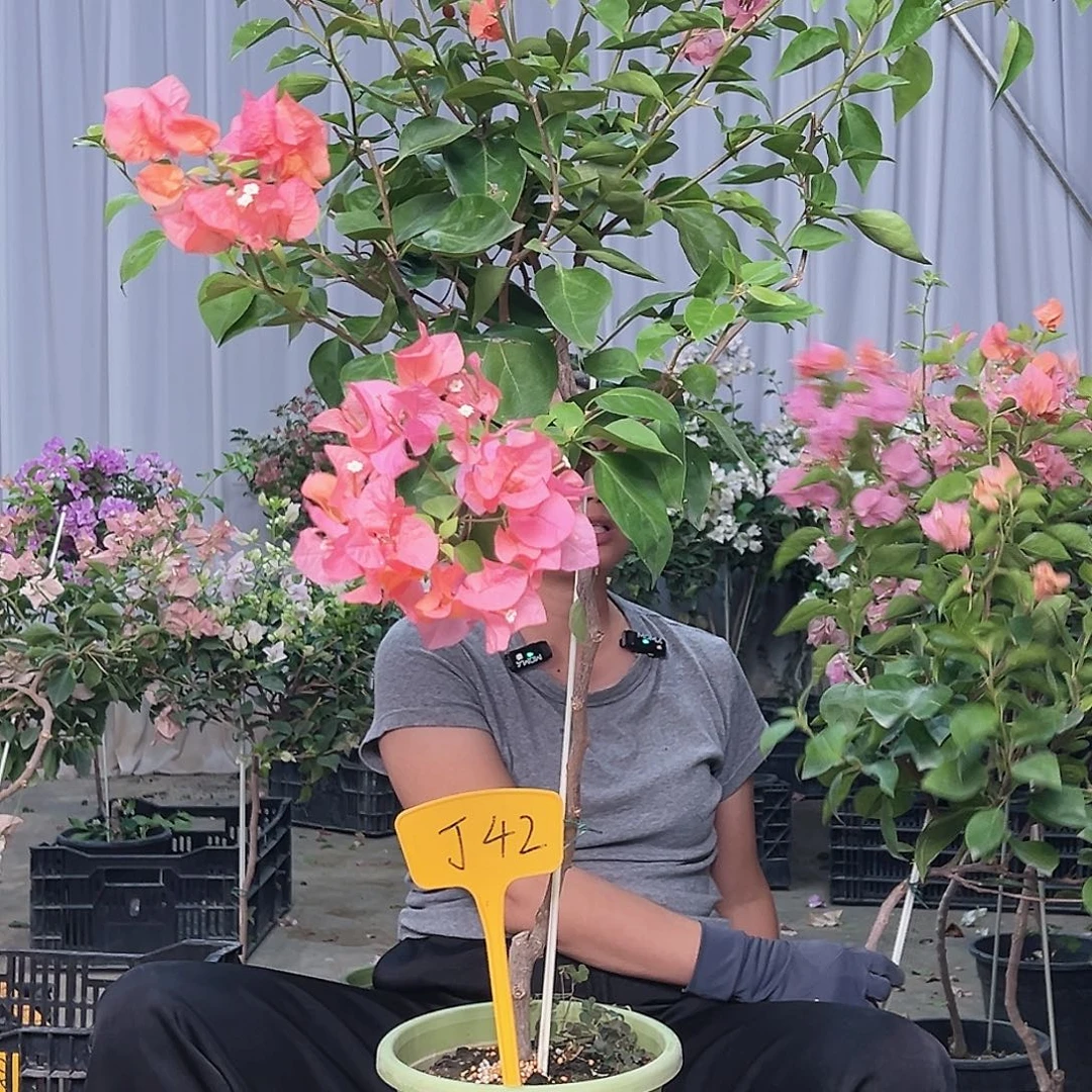 开***C当前无花栽培后可以开花J42波妹