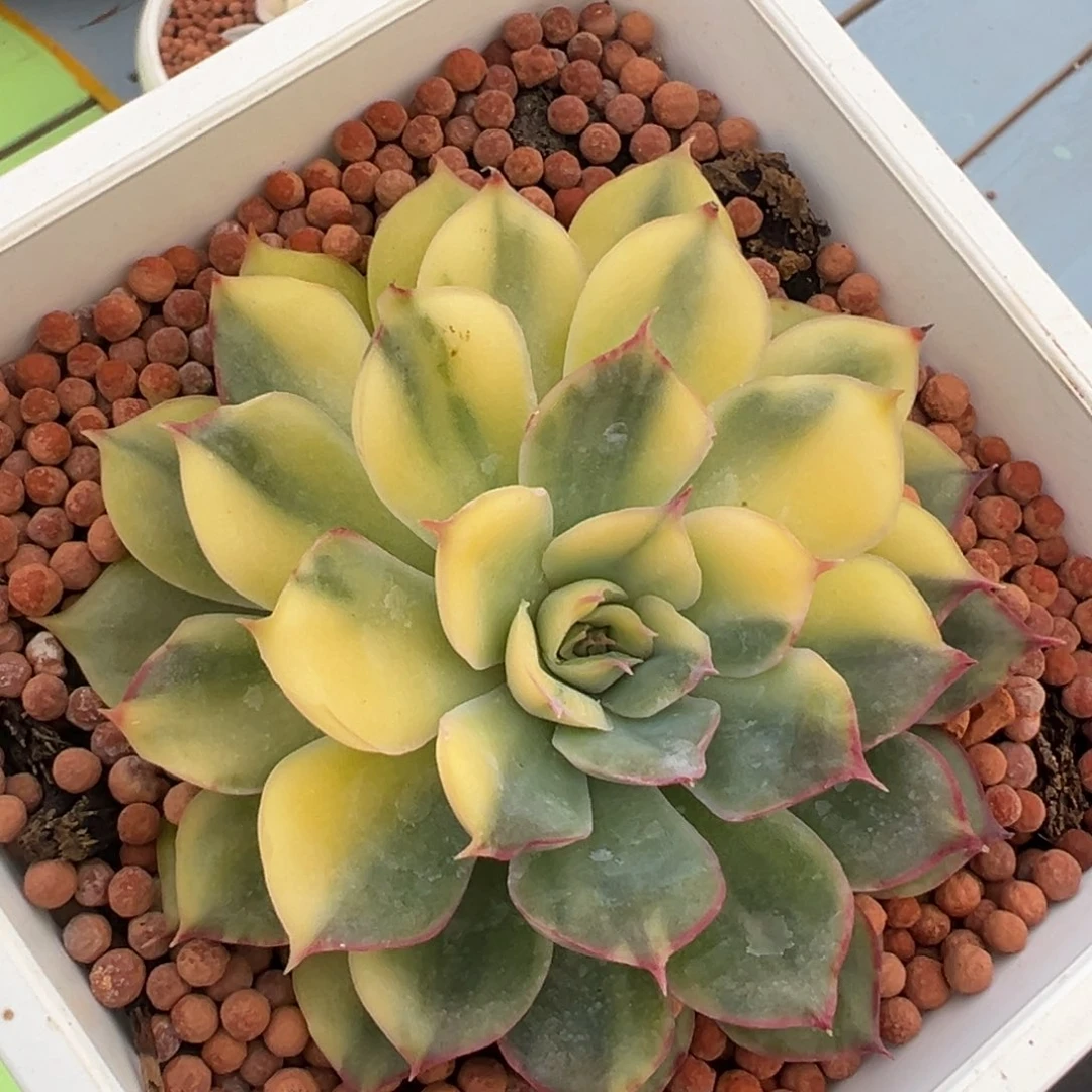 武仙座锦，花脸锦多肉植物