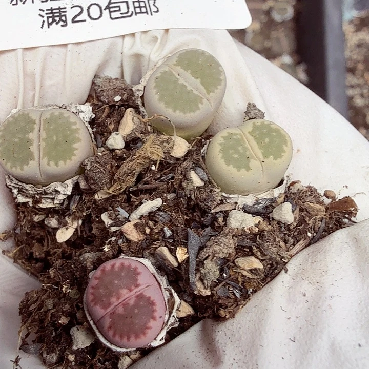 小***习你也快回来吃饭224哈哈