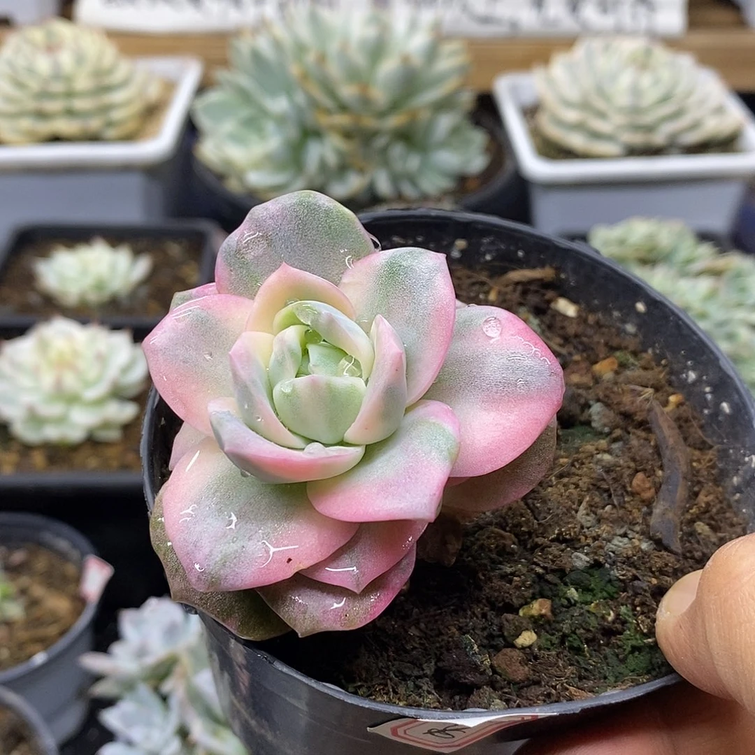 27226 可爱玫瑰彩锦