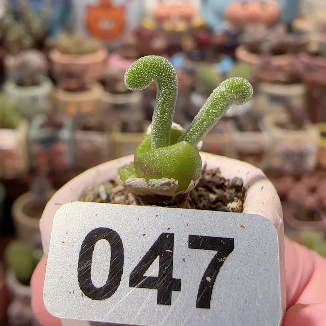 可爱兔子 盆口2cm