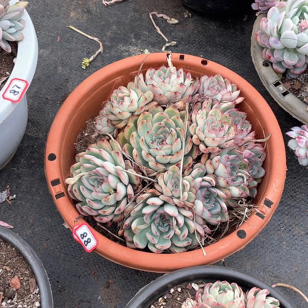 88荷花 一物一拍多肉