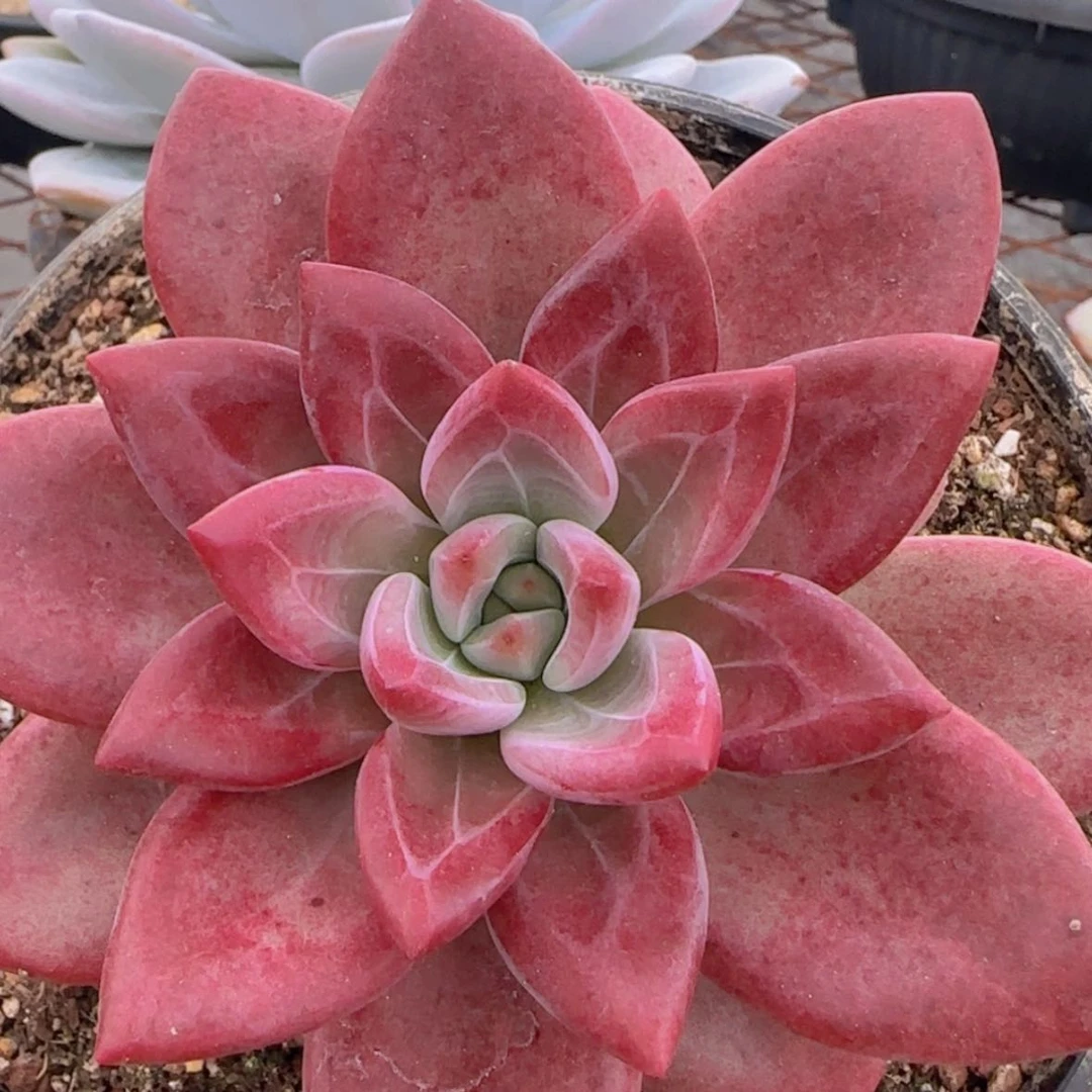 【闪购商品】母本赫菲斯托
