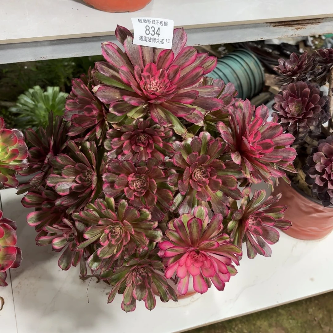 834白月光多肉植物法师