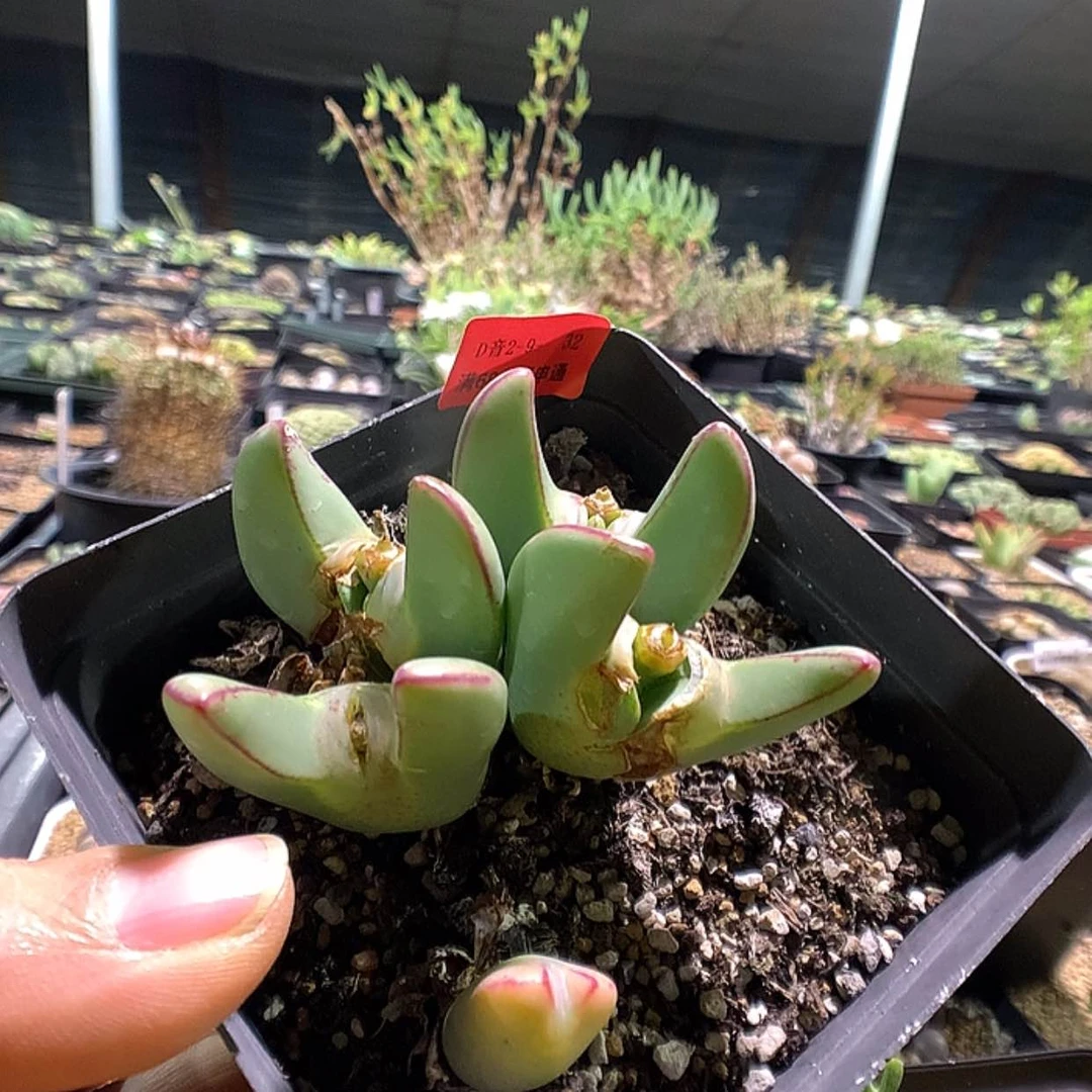 【闪购商品】2-9-32 少将一群特50