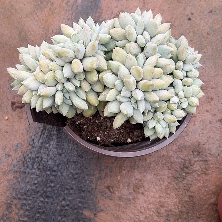 三***月胖美人缀化，一物一拍