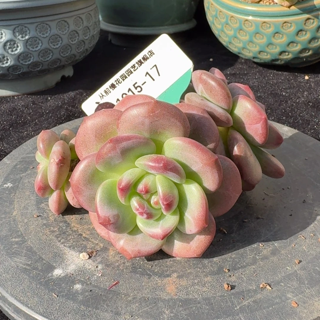 从前慢多肉精选编号1015.17