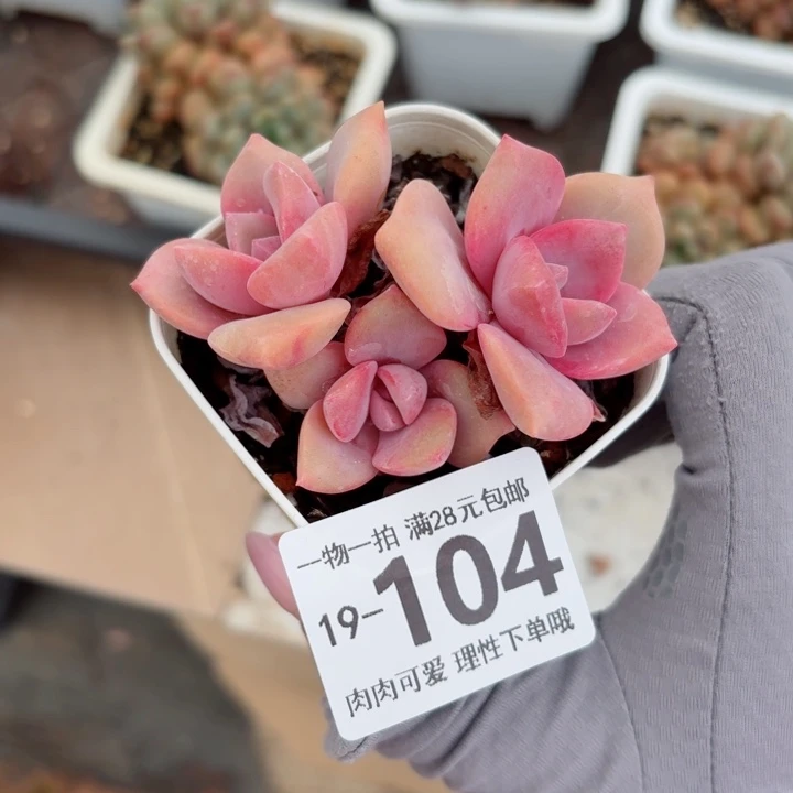 彩虹糖多肉无盆土发货无