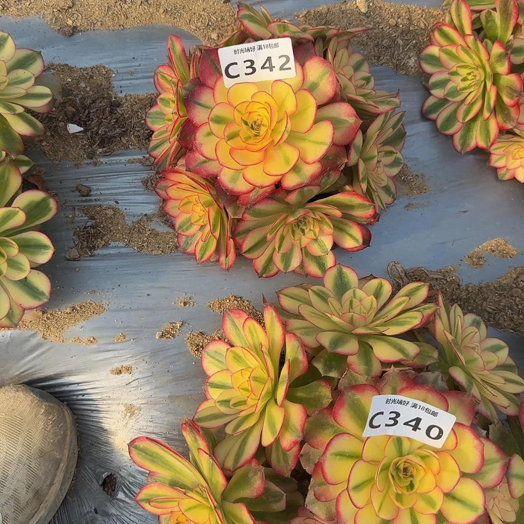 342荔枝。多肉植物