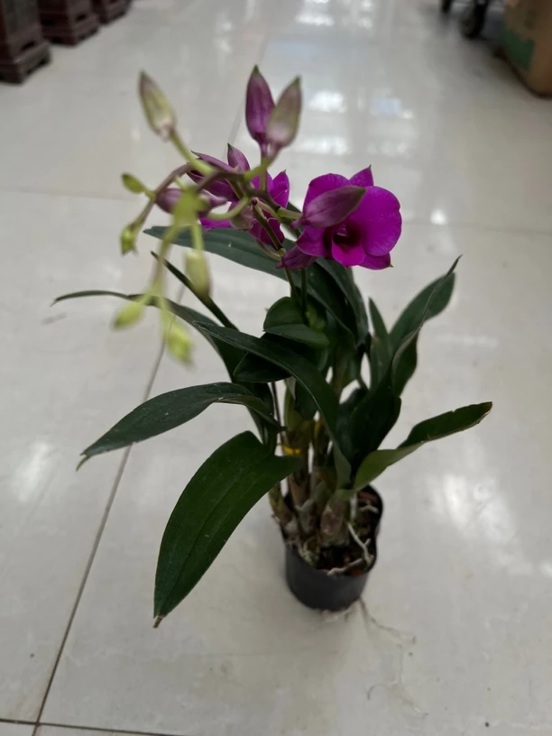 带多花苞 红泼墨石斛 四季开花秋石斛懒人盆栽阳台办公室内好养