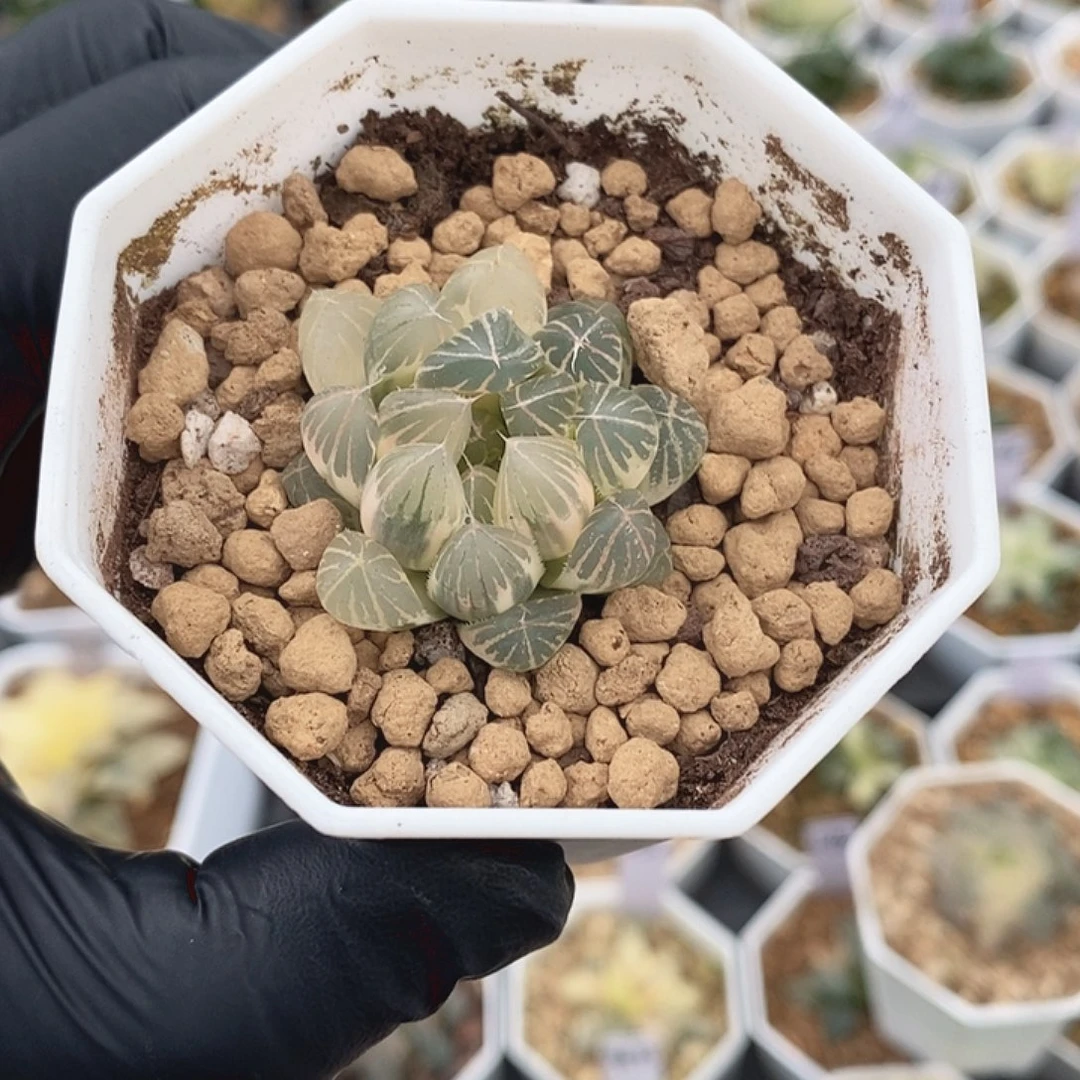 霓虹灯十二卷多肉植物