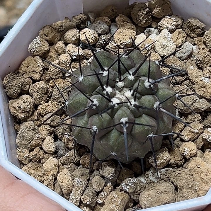 哇***叫515黑 王丸哈哈哈