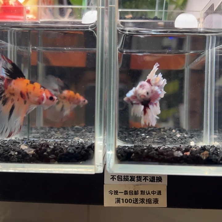 斗鱼竞拍跑单拉黑79日13+24