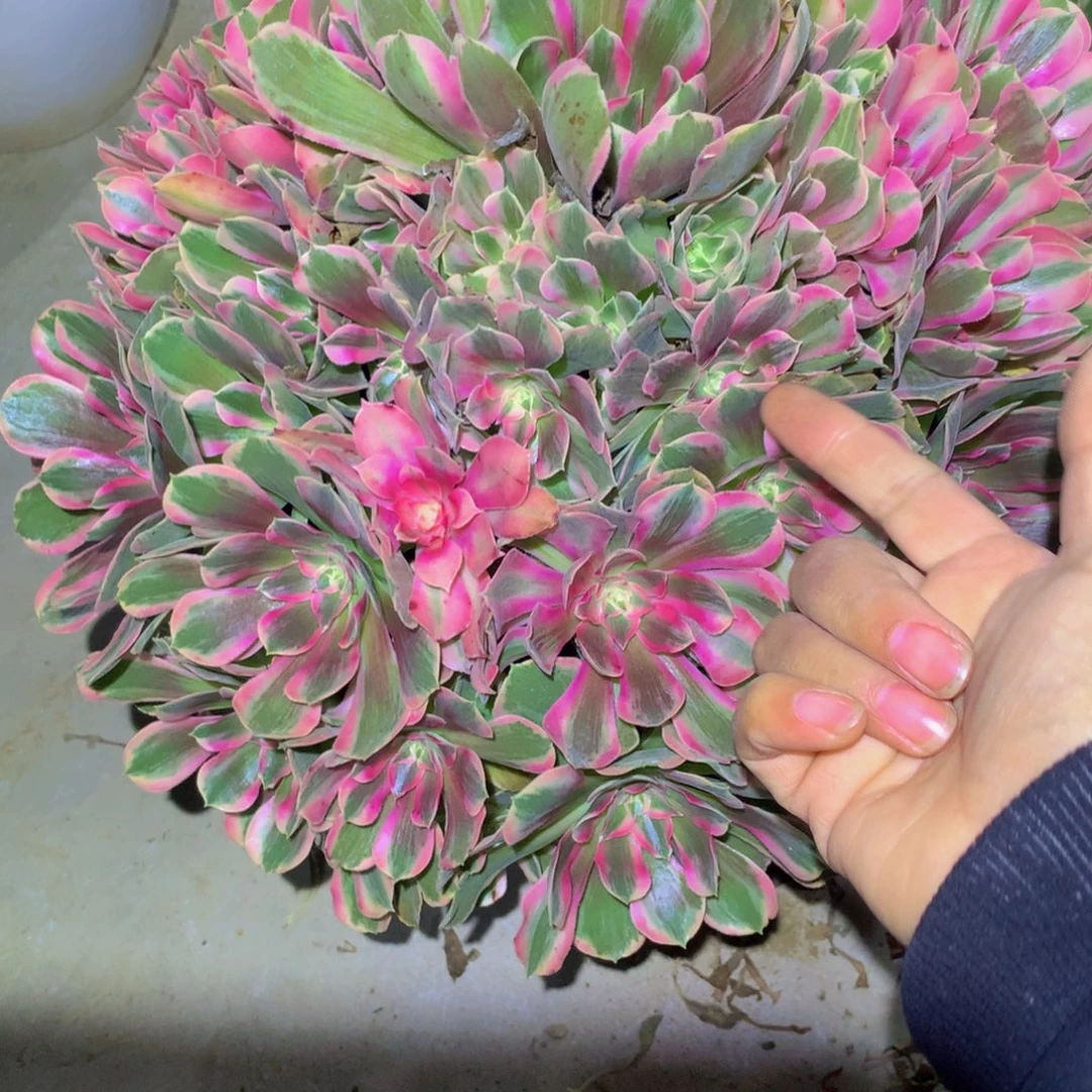 麦***穗法师多肉植物720男神