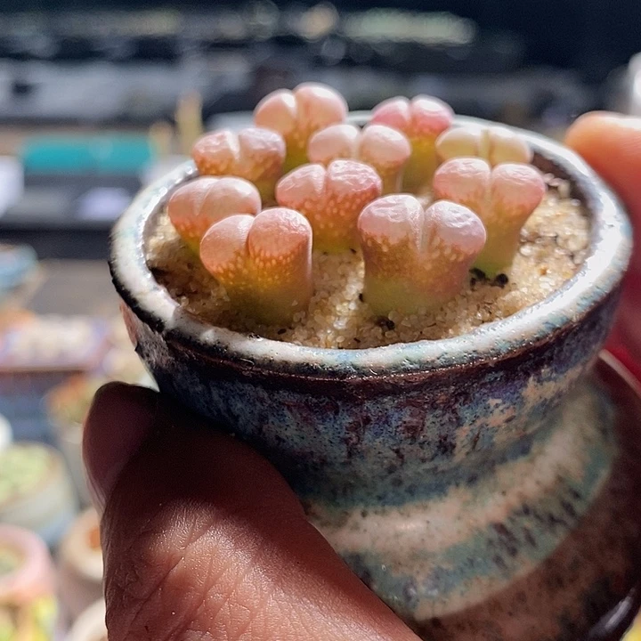 原株红风铃一颗。