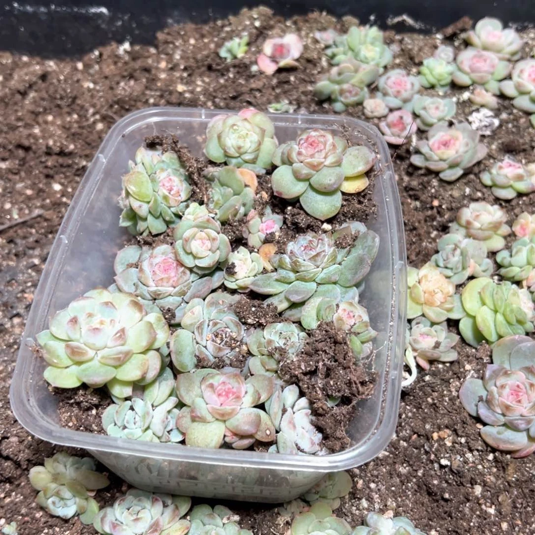 丝雨专拍15糖心多肉