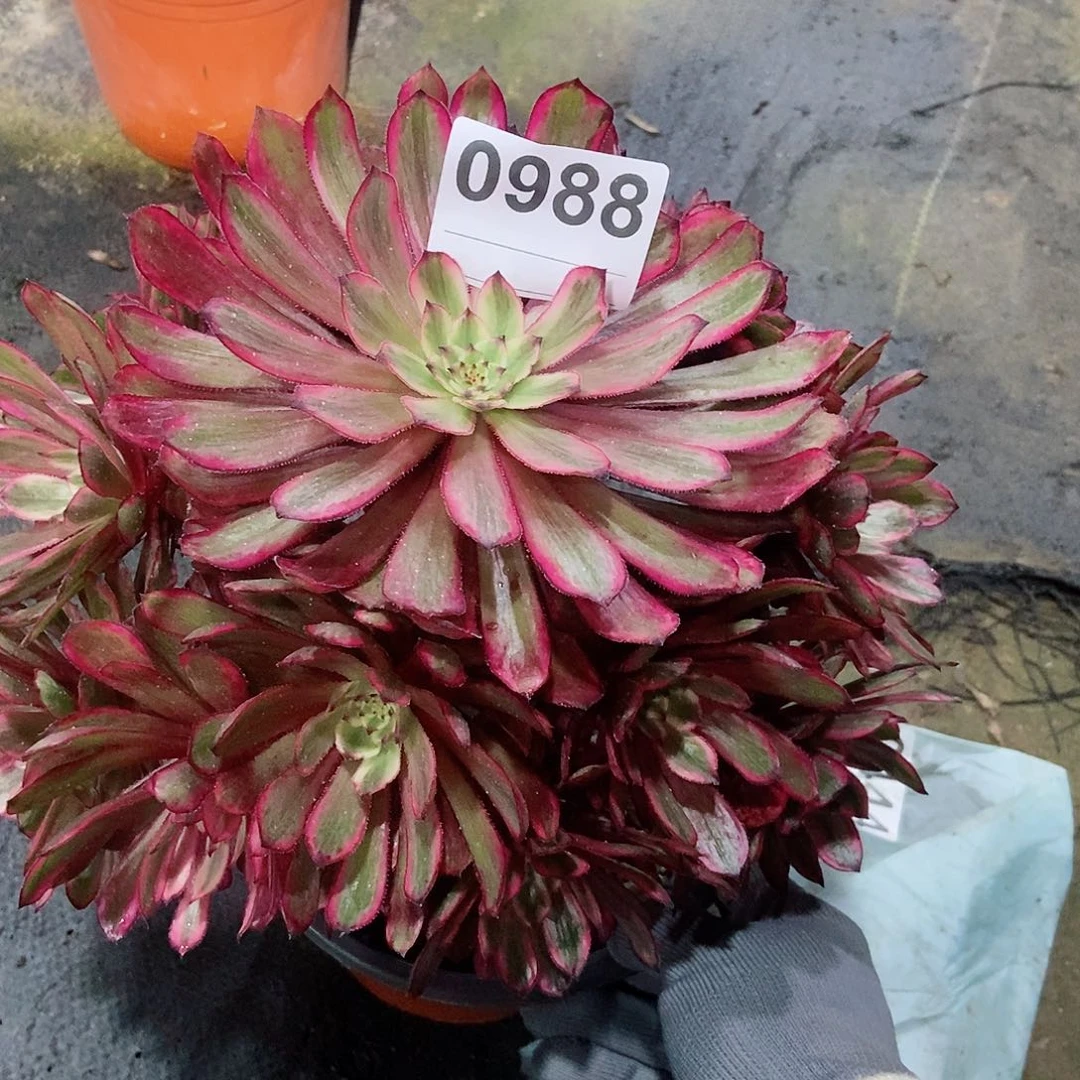 红陶0988紫霞多肉3333