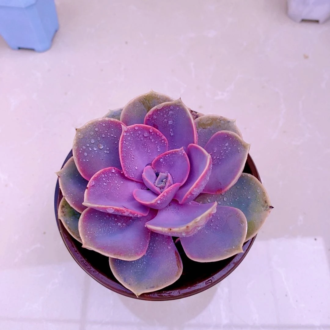 多肉植物多肉植物紫珍珠（8到10厘米左右）