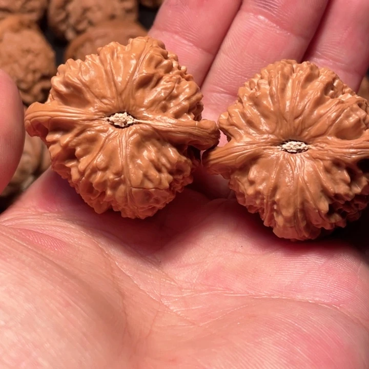 核桃天*41尺寸白狮子