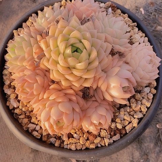 玉*梦得西多肉植物群