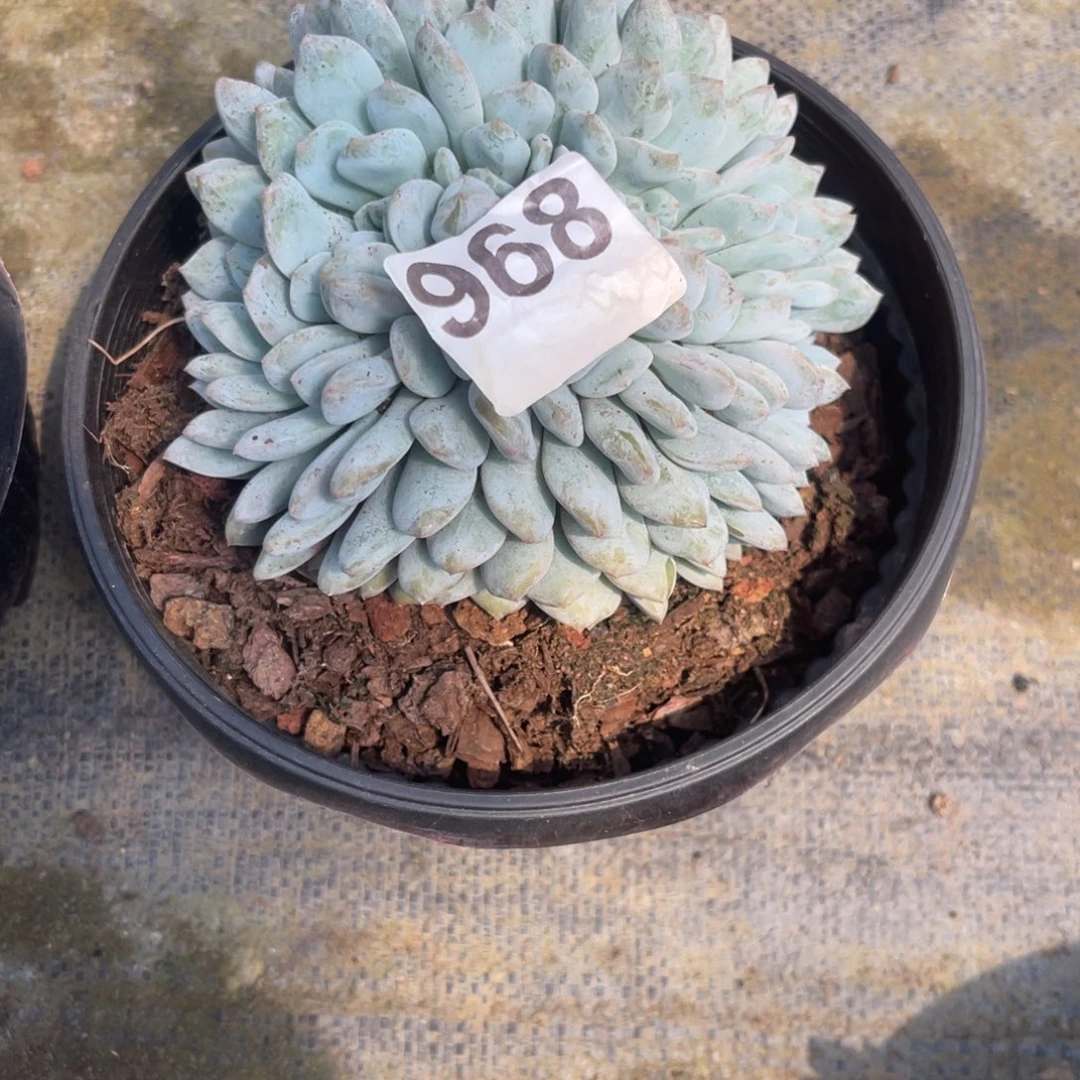 妮***妮96888888888888488