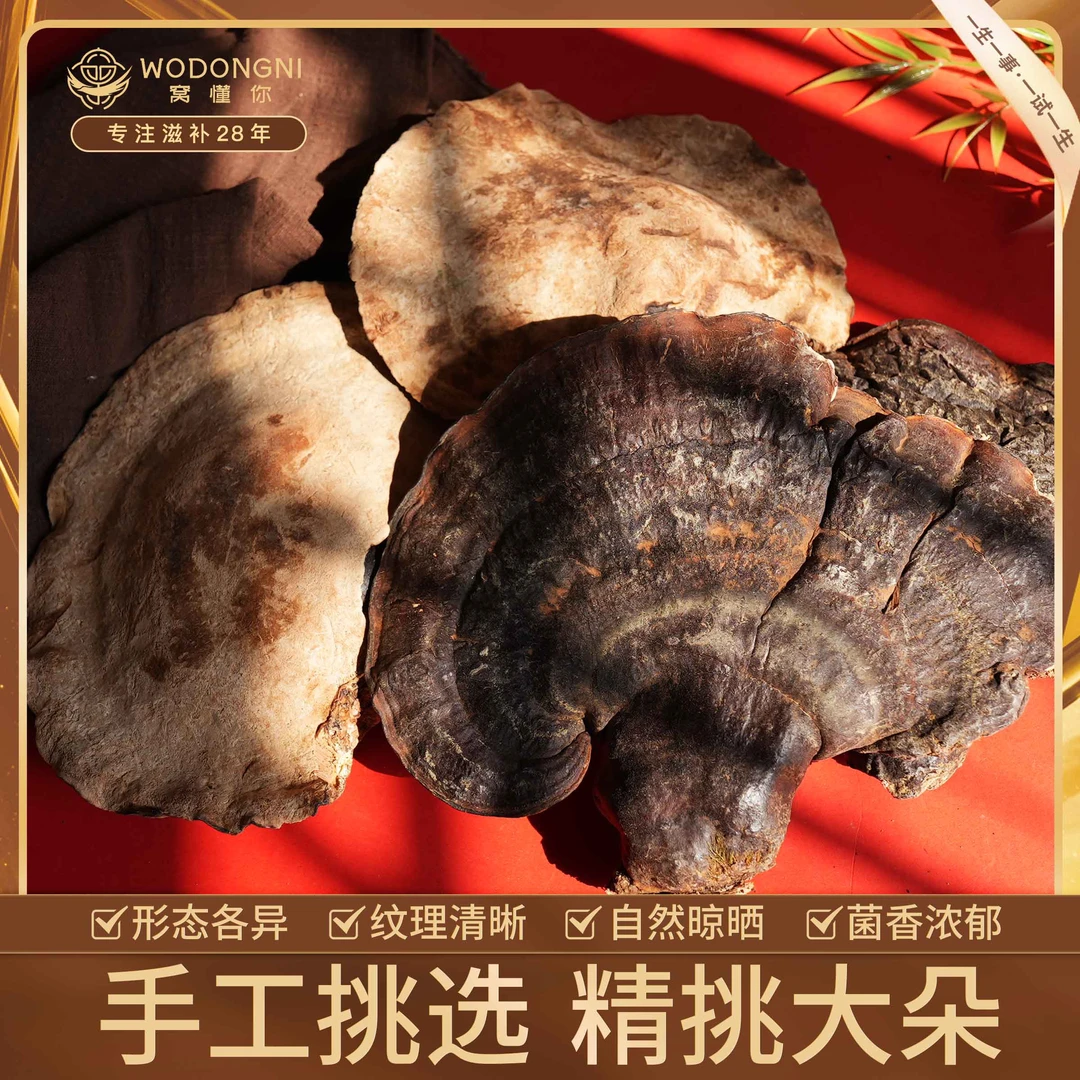 西藏高海拔 松杉灵芝