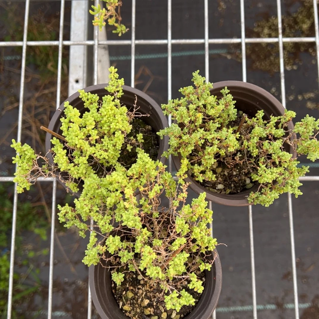 小小米90杯老桩福利