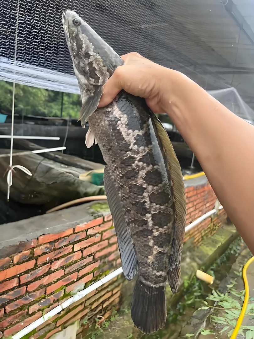 精选黑鱼 生鱼 乌鱼 财鱼 超萌好物水族 包活运输