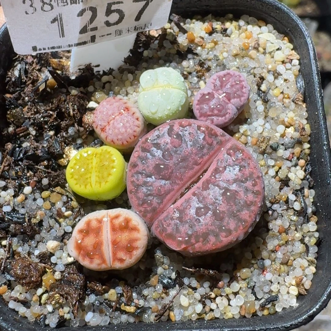 Sss清仓便宜了1257