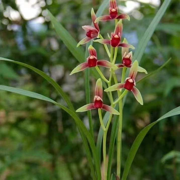 老种建兰［半江红］6-8苗古风花盆栽好浓香室内阳台兰花绿植盆栽