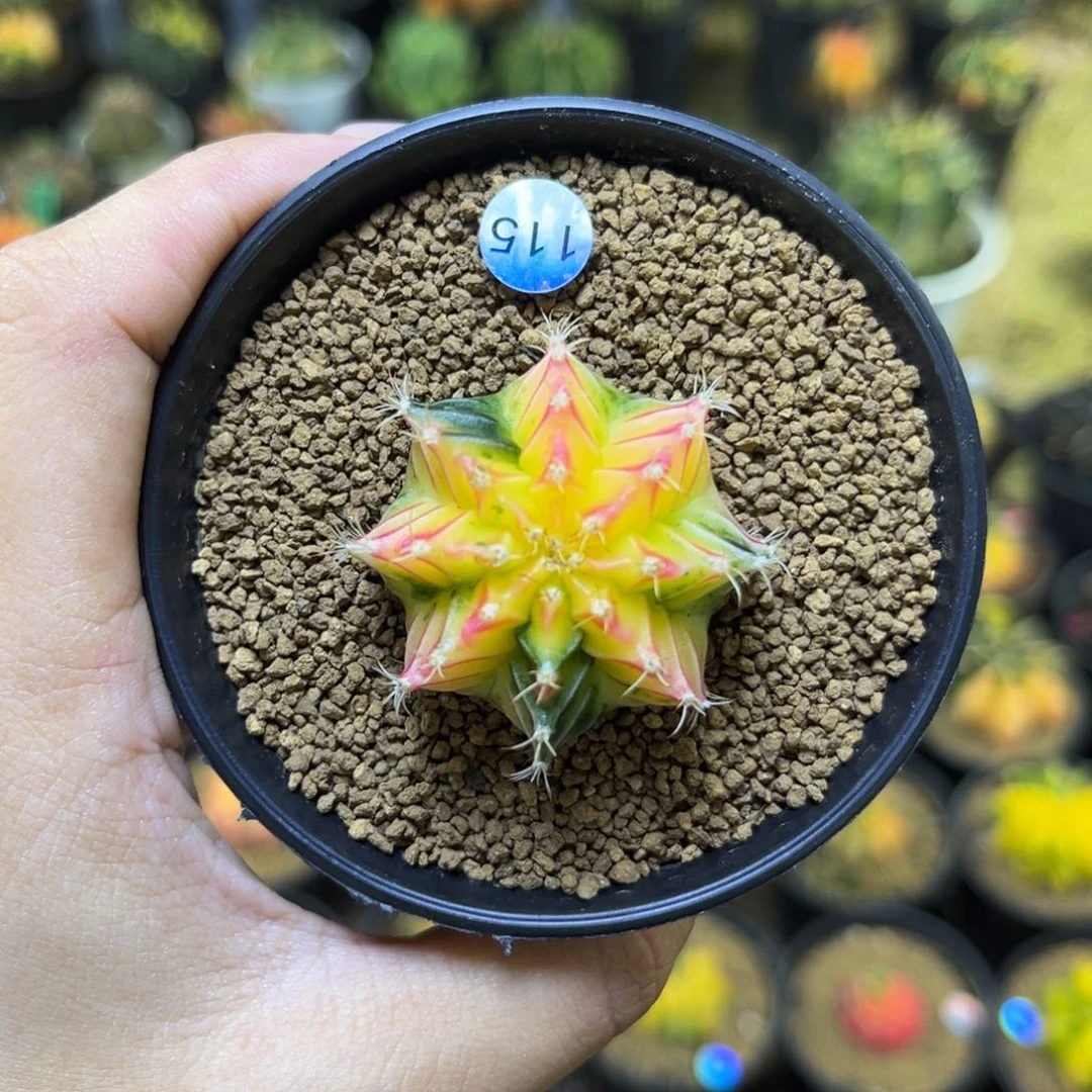 115。 带盆土发货