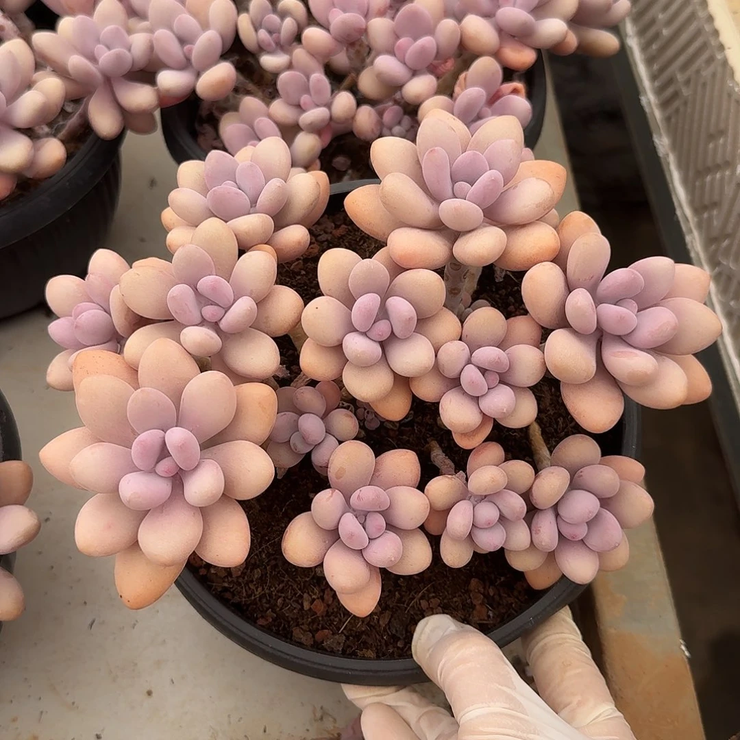 桃蛋整无砍老桩群生
