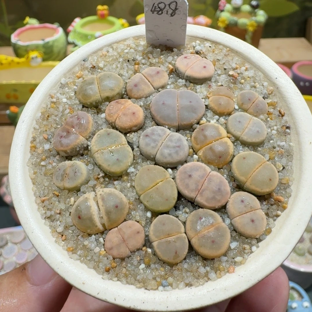 蘑菇1093草莓惜春多肉植物
