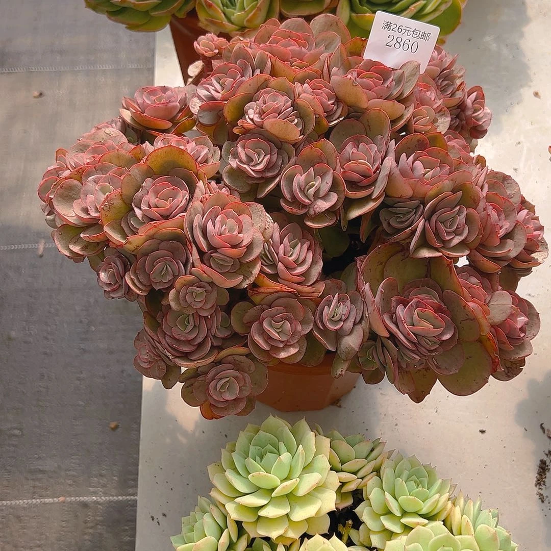 伟***2860秀妍多肉植物多肉
