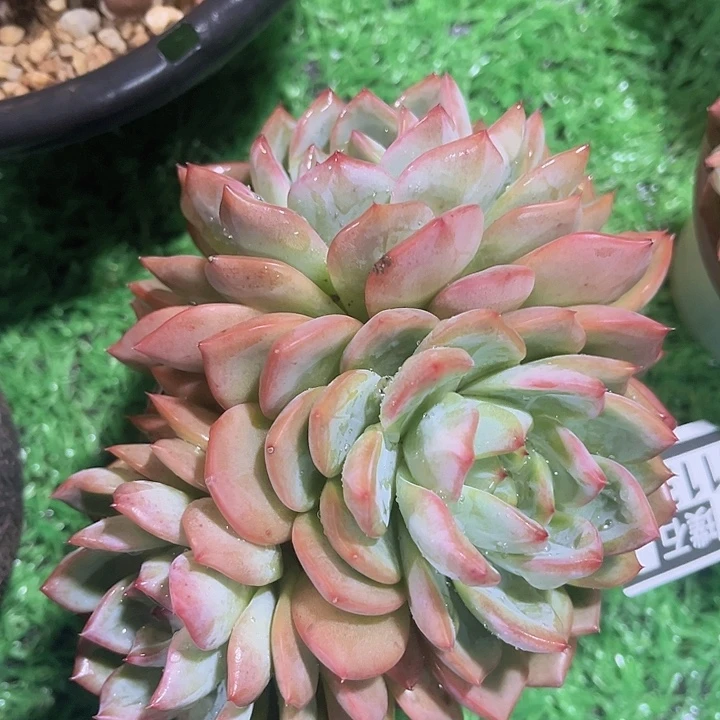 红鸾1133多肉植物