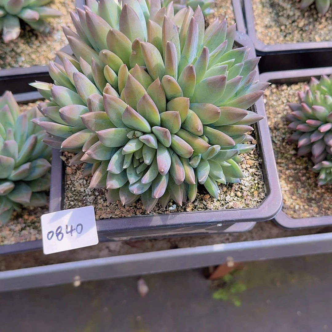 蛋*0840杂交多肉植物