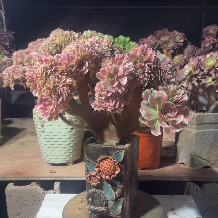 粉女郎缀化老桩子了