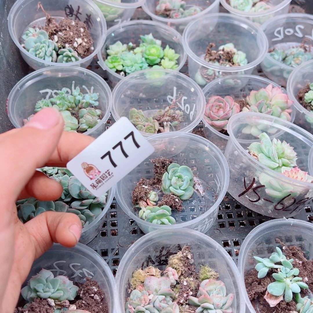 *****多肉植物多肉植物