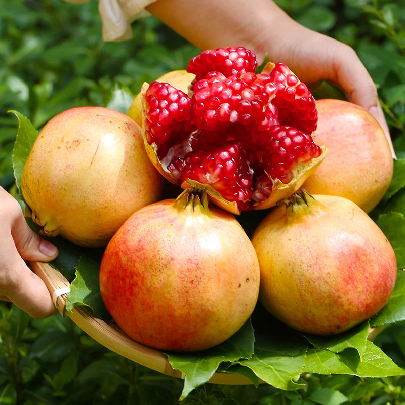 【软籽石榴】四川会理软籽石榴新鲜水果皮薄多汁4.5斤 XY