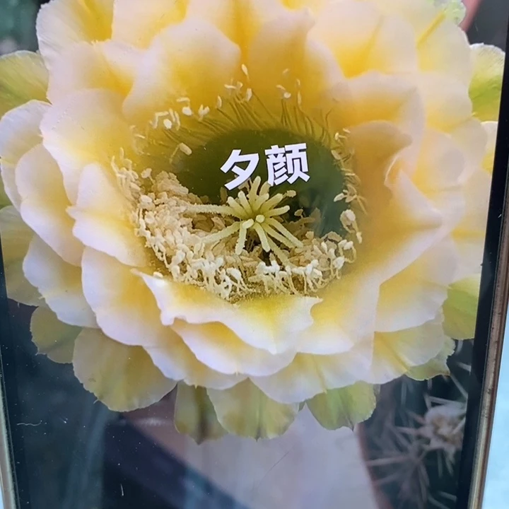 彩草绿黄白带根6公分左右