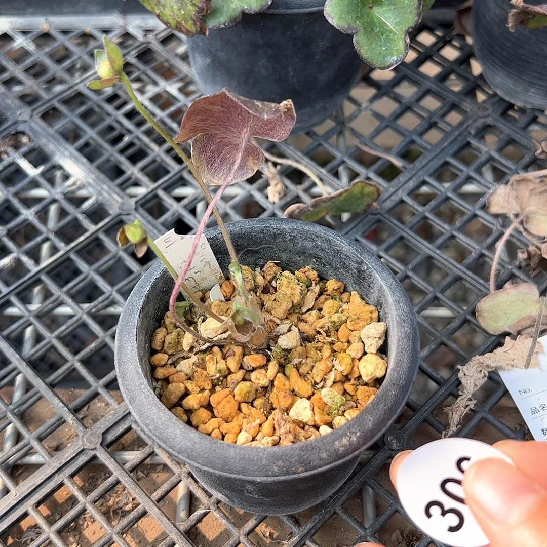 红陶辉**烤306顺丰到付