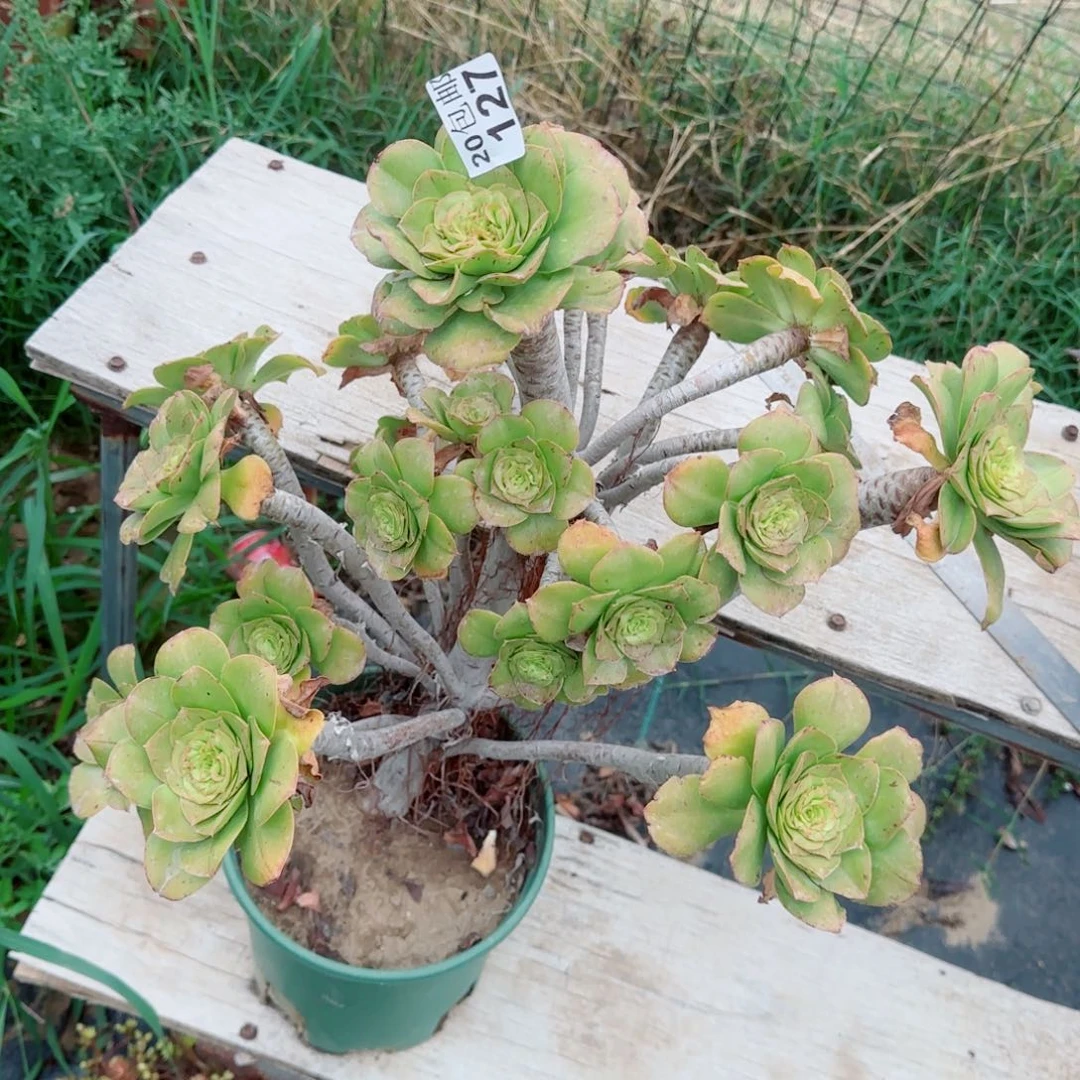 绿玫瑰127四年桩孤品包邮断枝不包