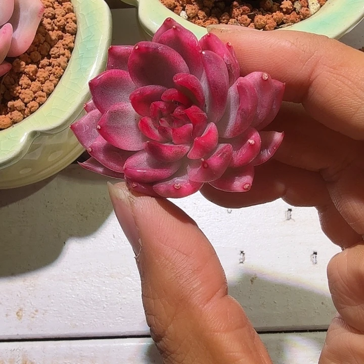 长睫毛黑玫瑰锦多肉植物