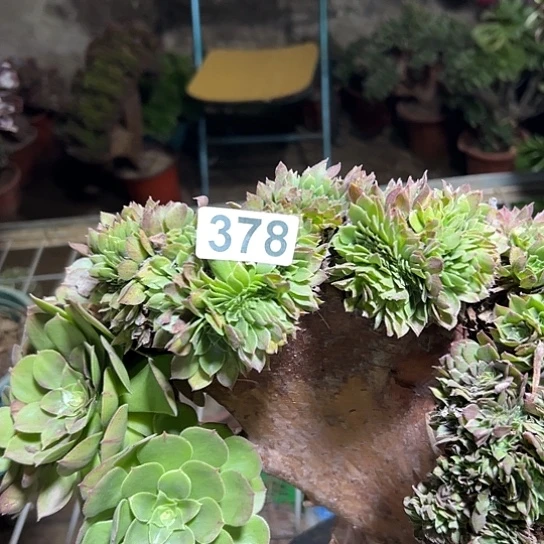 浅***念多肉植物一个万追微瑕378