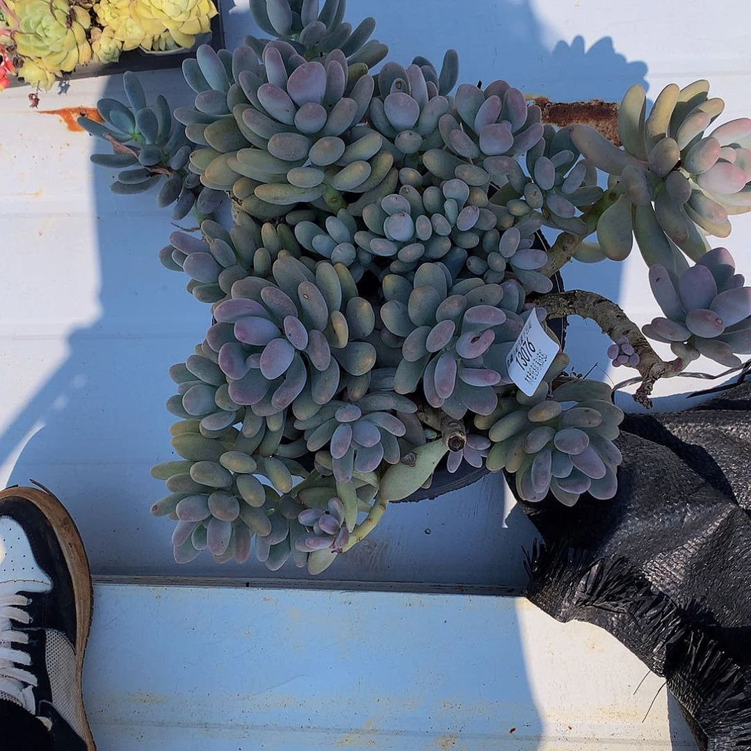 大***西    桃。 美人13076