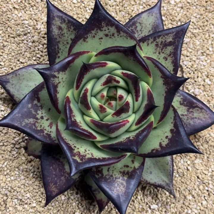 青皮大宽叶111111111