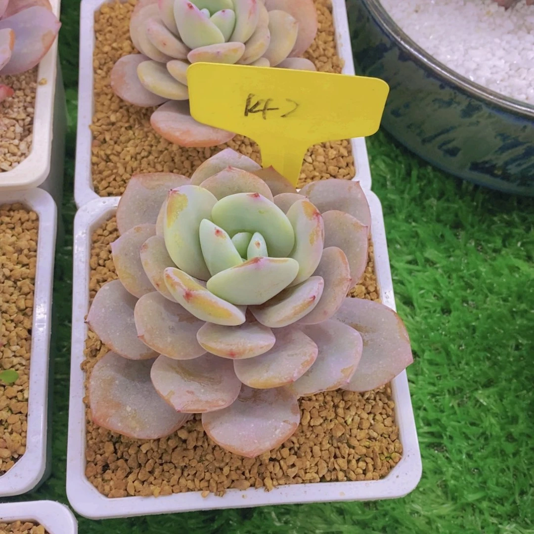 初**雪开心多肉植物多肉