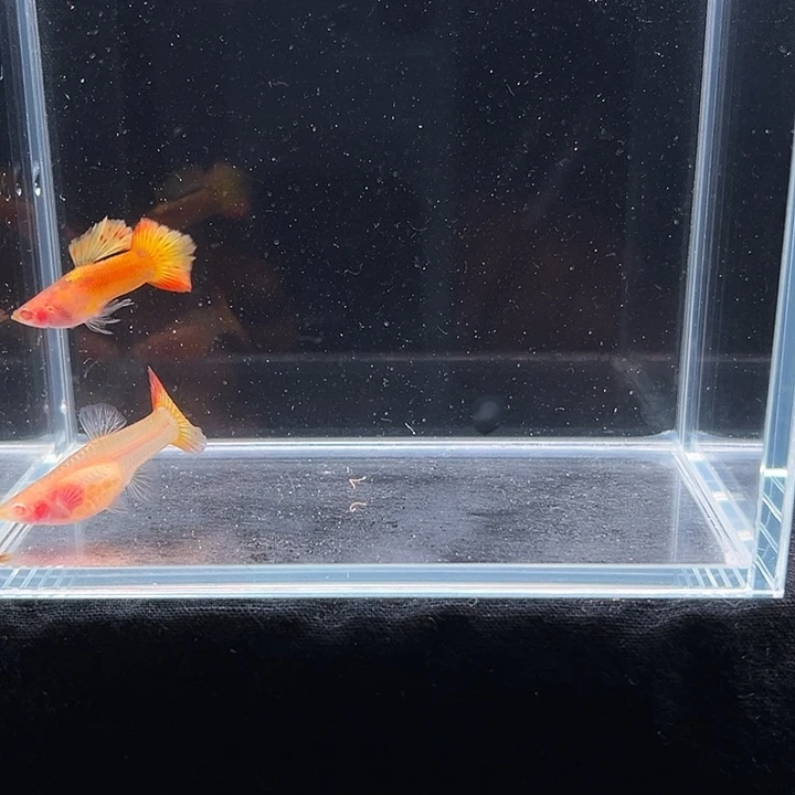 孔雀鱼红龙白子孔雀