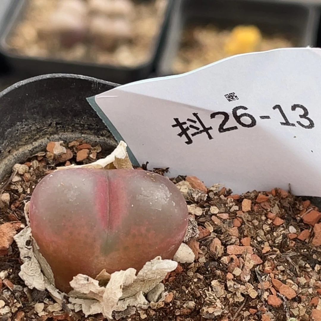 26-13毛毛多肉植物